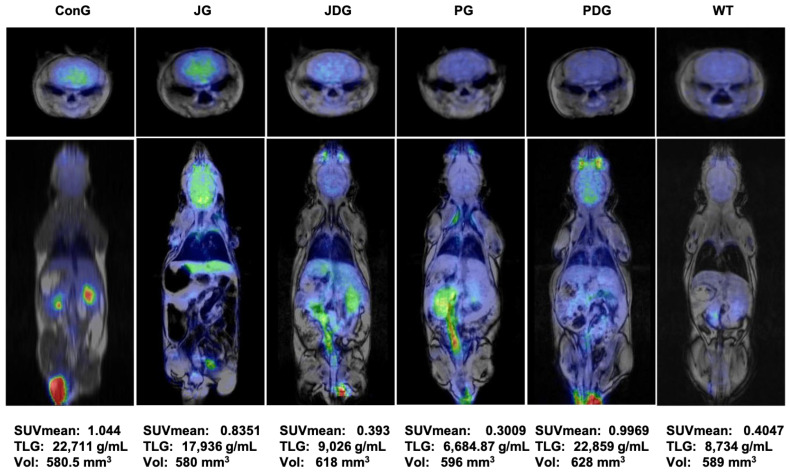 PET-MRI imaging data of a representative animal from each group in the axial (the upper line) and coronal (middle line) planes. The average values of SUVmean, TLG, and VOIs for each group are presented on the bottom line. PET-MRI: Positron Emission Tomography—Magnetic Resonance Imaging; SUV: standardized uptake values; TLG: Total Lesion Glycolysis, a quantitative measure that combines both the metabolic activity and the volume of a lesion identified on a PET scan; VOIs: volumes of interest.