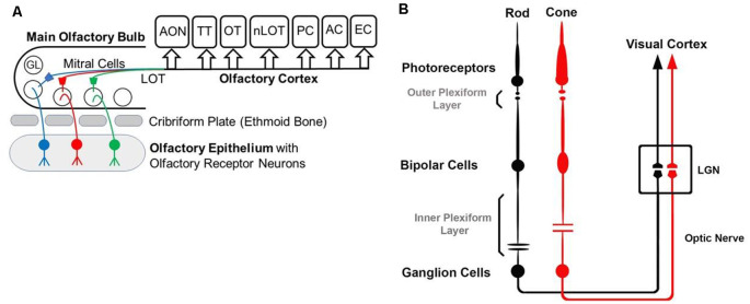 Diagrams of the olfactory (A) and visual (B) pathway. (A) GL—glomerulus, LOT—lateral olfactory tract, AON—anterior olfactory nucleus, OT—olfactory tubercle, PC—piriform cortex, EC—entorhinal cortex, AC—amygdaloid complex, TT—tenia tecta, nLOT—nucleus of Lateral Olfactory Tract. (B) Simplified visual pathway of light responses through photoreceptors, bipolar cells, and ganglion cells and on to lateral geniculate nucleus (LGN) in the thalamus. Retinal horizontal and amacrine cells are omitted to highlight the pathway of the light response.