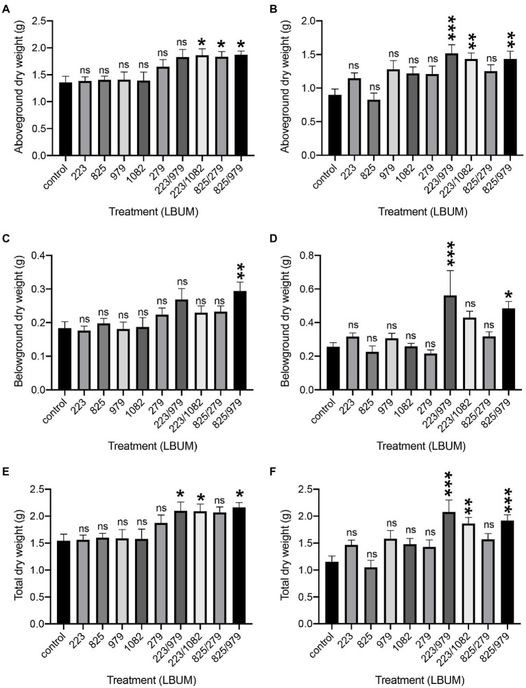 Plant growth promotion of Cannabis sativa treated with Pseudomonas spp. and Bacillus spp. alone or in combination, grown in Promix and Canna coco substrates. Plant growth promotion above-ground (dry weight) in (A) Promix and (B) Canna coco. Plant growth promotion below-ground (dry weight) in (C) Promix and (D) Canna coco. Total dry weight in (E) Promix and (F) Canna coco. Statistical analysis: ANOVA (*p<0.05, **p<0.01, ***p<0.001, ns, not significant); mean dry weight and standard deviation of at least 12 replicates per treatment condition.