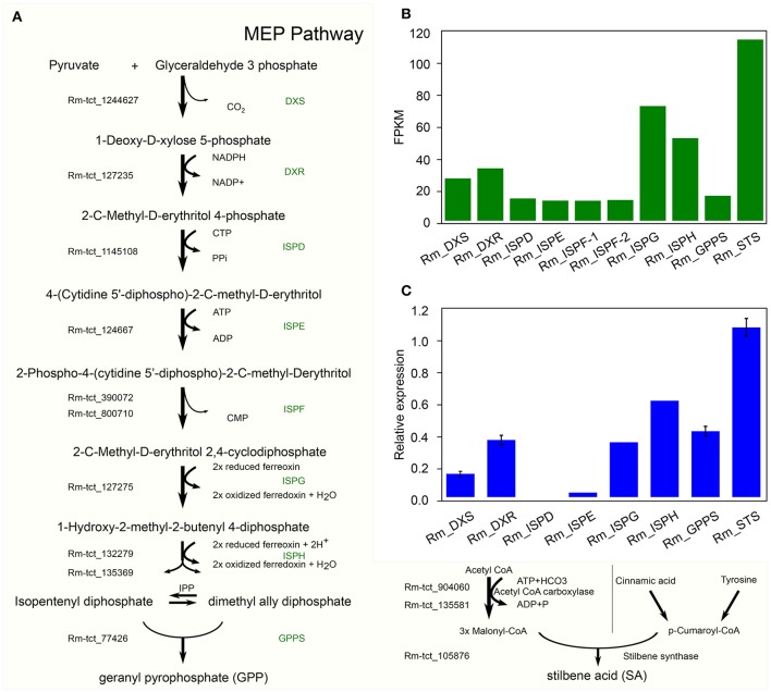 Candidate precursor genes for cannabinoid biosynthesis in Radula marginata. (A) Identification of candidate genes for cannabinoid biosynthesis in R. marginata. GPP transcripts as well as all the upstream genes were identified. Genes with Rm-tct_xxx prefix were identified in this study. (B) Transcriptomic expression of identified genes determined from FPKM. (C) Relative expression of candidate gene by real time quantitative PCR (RT-qPCR).