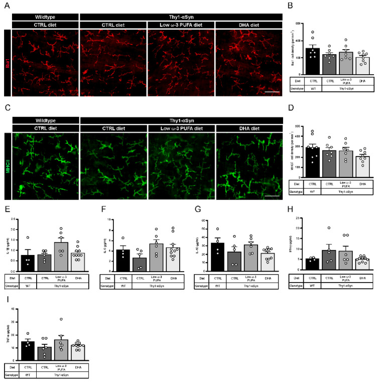 Thy1-αSyn mice do not show change in enteric macrophages and plasma cytokines composition. (A) Photomicrographs of Iba1+ macrophage immunofluorescence (red) in wild-type mice and the Thy1-αSyn model maintained on different diets. Scale bar = 30 μm. (B) Quantification of Iba1+ macrophages by density shows no significant difference between each group (one-way ANOVA: p = 0.1071). (C) Photomicrographs of MHCII+ macrophage immunofluorescence (green) in wild-type mice and the Thy1-αSyn model maintained on different diets. Scale bar = 30 μm. (D) Quantification of MHCII+ macrophages by density shows no significant difference between each group (one-way ANOVA: p = 0.2537). (E–I) Plasma cytokines analysis reveals no difference between mice strains and diets for IL-1β (E), IL-5 (F), IL-10 (G), IFN-γ (H) and TNF-α (I). Abbreviations: CTRL, control; DHA, docosahexaenoic acid; Iba1, ionized calcium-binding adapter molecule 1; IFN-γ, interferon gamma; IL, interleukin; MHCII, major histocompatibility complex class II; TNF-α, tumor necrosis factor alpha; WT, wild-type. (white dots) show an increase of varicosities per 100 μm of dendrites in transgenic mice fed with DHA-enriched diet compared to control diet.