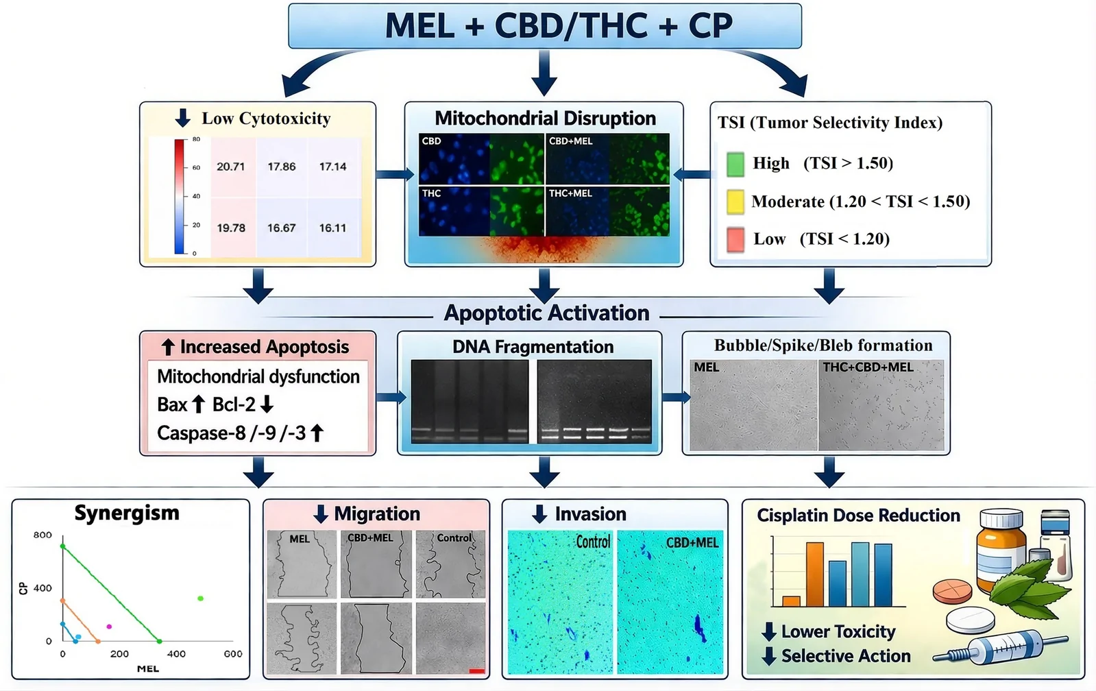 Mechanistic model illustrating the synergistic anticancer effects of MEL, CBD/THC, and CP in osteosarcoma and chondrosarcoma cells
