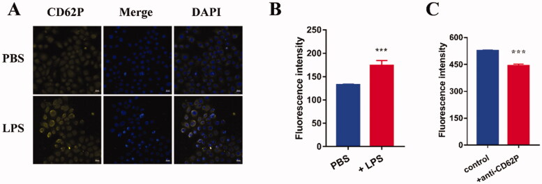 (A,B) LPS-induced P-selectin expression determined by (A) confocal microscopy (scale bar, 20 μm) and (B) flow cytometry (n = 3). (C) Anti-CD62p antibody inhibited the uptake of FD micelles in LPS-induced HOKs (n = 3). Data are shown as mean ± SD. CBD: cannabidiol; DAPI: 4',6-diamidino-2-phenylindole; LPS: lipopolysaccharide; PBS: phosphate-buffered saline.