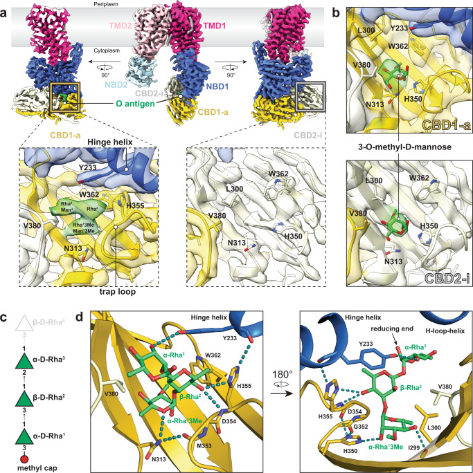 Cryo-EM structure of WzmWzt in complex with A. aeolicus O antigen or 3-O-methyl-d-mannose.a Coulombic potential map of WzmWzt in complex with purified A. aeolicus O antigen. Three different side orientations are shown. Boxed panels show local density within the cap-binding site for CBD1-a and CBD2-i. Density for O antigen is colored in green; contour level: 8.9σ. b Panels show local density within the cap-binding site for CBD1-a and CBD2-i from the 3-O-methyl-d-mannose bound WzmWzt map. Density for 3-O-methyl-d-mannose is colored in green.; contour level: 7.2σ (CBD2-i site) and 5.4σ (CBD1-a site). c Model substrate used to dock into the O antigen density. d-rhamnose is represented as green triangles. Reducing and non-reducing ends are on the top and bottom, respectively. The superscript (Rhan) in each sugar denotes its position in the O antigen sequence starting from the non-reducing end. β-d-Rha4 (gray) was not included in the OPS model, thus the reducing end of α-d-Rha3 was left unlinked. d Molecular interaction between Wzt and A. aeolicus O antigen. Two different orientations are shown. The carbon backbone of the O antigen is colored in green. Hydrogen bonds are shown as dashed lines colored in teal.