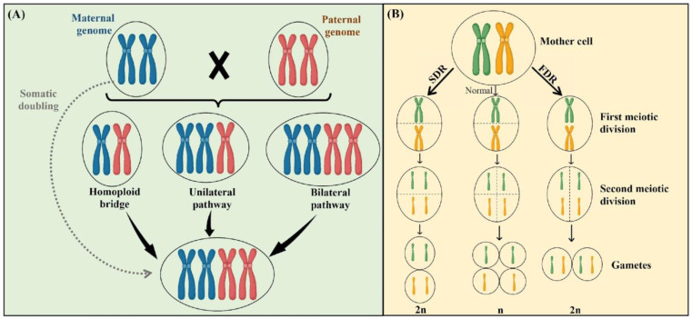 Two main mechanisms lead to the natural occurrence of polyploidy. (A) Somatic doubling involves the doubling of chromosome sets within somatic cells, resulting in the development of fully polyploid individuals. In contrast, unilateral polyploidization primarily arises from the fusion of unreduced gametes with reduced gametes, leading to a partially polyploid individual with heterozygous and homozygous regions. Bilateral polyploidization, on the other hand, occurs when two unreduced gametes fuse, generating a fully polyploid individual with complete homozygosity; (B) two distinct processes can give rise to the production of unreduced gametes. The first division restitution (FDR) is a meiotic process characterized by the failure of homologous chromosomes to segregate correctly during meiosis I, leading to the production of unreduced gametes with two non-sister chromatids. The second division restitution (SDR) is a meiotic process characterized by the correct segregation of homologous chromosomes during meiosis I but the failure of sister chromatids to segregate appropriately during meiosis II. This figure was prepared using www.biorender.com.
