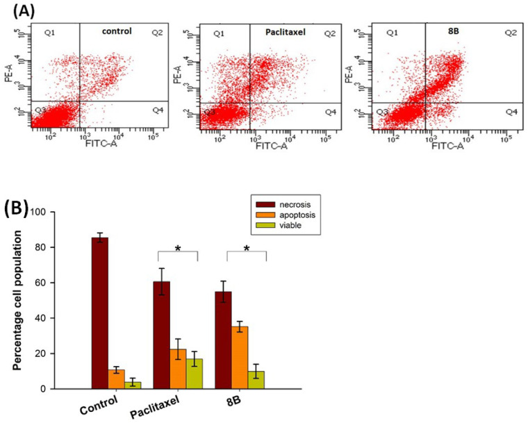 Flow cytometric analysis of cell death in MSTO-211H cells treated for 24 h with 12 nM paclitaxel and 1.5 μM 8B, and stained with FITC-conjugated Annexin V and PI. (A) Dot plots of a representative experiment for untreated cells (control) and cells treated with paclitaxel, or 8B. (B) Percentages of viable (Q3), apoptotic (Q2 + Q4), and necrotic (Q1) cells. Values are the mean ± SD of three independent experiments in duplicate. * p < 0.05, significant difference in comparison to the control sample.