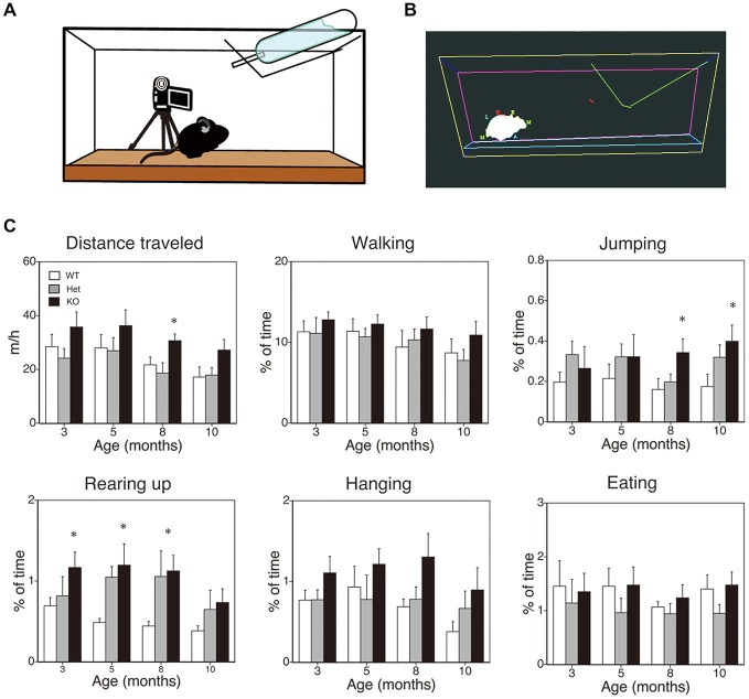 SPA in mice deficient in monoacylglycerol lipase (MGL) knockout (KO) mice. SPA in MGL KO mice. SPA was evaluated in the control (MGL+/+; n = 10), Het (MGL+/−; n = 10), and MGL KO (MGL−/−; n = 10) mice at the ages of 3, 5, 8, and 10 months. (A) Schematic diagram for evaluating spontaneous behavioral changes by an automated video-based behavior analysis system (HomeCageScan). The mouse behaviors were recorded by video cameras mounted on tripods that were angled perpendicularly to the cage, to provide a side view of the cage. (B) An example of mouse behavior analyzed by the HomeCageScan system. The yellow, pink, and cyan lines indicate the edges of the cage. The green line depicts the feeding basket. The gray shape indicates the mouse’s body. (C) Six separate parameters of spontaneous behavior, i.e., distance traveled, walking, jumping, rearing, hanging, and eating, were evaluated for 3 h in the home cage. MGL KO mice exhibited significantly higher SPA, with regard to distance traveled, rearing, and jumping, at several stages. *p < 0.05 relative to the corresponding control group.