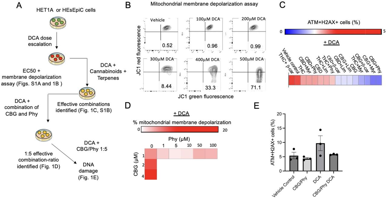 A CBG and Phy combination ratio of 1:5 can reverse DCA-induced mitochondrial depolarization and DNA damage in HET1a and HEsEpiC esophageal epithelial cells.(A)Schematic illustration of experimental design.(B)Representative flow cytometry analyses of mitochondrial membrane potential in DCA-treated HET1A cells measured by red- and green-fluorescent changes performed using the MitoProbe JC-1 Assay Kit. Cells with normal mitochondrial membrane potential are depicted in the right upper corner (red), and the cells with reduced mitochondrial membrane potential are shown in the right lower corner (green).(C)The heatmap illustrates the percentage of ATM+/H2AX+ cells in HEsEpiC cell cultures pretreated with diverse cannabinoids and terpenes at a 1:5 ratio, while exposed to 100 µM DCA. Data were analyzed using the Muse Multi-color DNA Damage Kit (Cytek, USA).(D)The heatmap illustrates the changes in the mitochondrial membrane potential in HET1A cells treated with varied concentrations and ratios of CBG and Phy in the presence of 100 µM DCA.(E)The bar graph illustrates the percentage of ATM+/H2AX+ HET1A cells after treatment with CBG and Phytol at 1:5 ratio in the presence of DCA. Data were analyzed using the Muse Multi-color DNA Damage Kit (Cytek, USA).