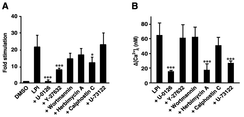Effects of various inhibitors on the 2-arachidonoyl LPI-induced activation of ERK or increases in intracellular Ca2+ in GPR55-expressing cells. The 2-Arachidonoyl LPI (1 µM)-induced phosphorylation of ERK (A) or increases in intracellular Ca2+ (B) were measured after GPR55-expressing cells were pretreated with the indicated inhibitors. Statistical analyses were performed with one-way analysis of variance (ANOVA), followed by Tukey–Kramer multiple comparison test. The values are means ± SDs of four determinations. * p < 0.05 and *** p < 0.001 versus 2-arachidonoyl LPI alone.