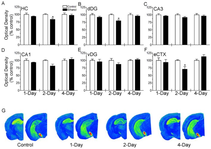 Assessment of CB1 receptor agonist binding in the hippocampus and entorhinal cortex following binge ethanol treatment. Rats (n = 5–6/group) were administered ethanol or an isocaloric control diet for 1, 2, or 4 days and [3H]-CP-55,940 binding was measured by autoradiography. (A–F) Optical density was quantified in each brain region and expressed as percent of time point matched controls. (G) Representative pseudocolored autoradiograms at respective time points (blue = low; red = high). [3H]-CP-55,940 binding was decreased following 2 days of binge ethanol treatment, but this effect was normalized in rats treated for 4 days. * p < 0.05 versus control at respective time point. Hippocampus (HC); dorsal dentate gyrus (dDG); Cornu Ammonis 3 (CA3); Cornu Ammonis 1 (CA1); ventral dentate gyrus (vDG); entorhinal cortex (eCTX).