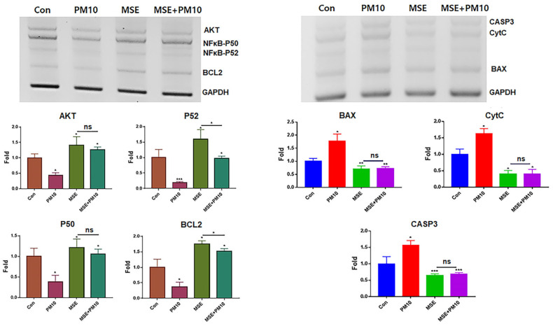 Levels of anti-apoptotic and apoptotic genes in gingival cells under MSE treatment. Levels of apoptotic (BAX, CytC, and CASP3) and anti-apoptotic (AKT, NFκB-P50, NFκB-P52, and BCL2) genes in gingival cells under MSE and fine dust treatment. MSE+PM10, PM10 treatment after MSE exposure, ns; not significant (* p < 0.05, ** p < 0.01, *** p < 0.001).