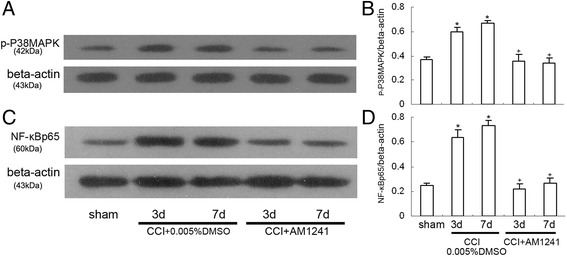 Intrathecal injection of AM1241 (100pM) attenuated CCI-induced hyperalgesia and increased expression of p-p38MAPK and NF-kappaBp65 in the rat dorsal spinal cord (n = 8 per group). a Western blotting image of p-p38MAPK expression. The top panel was the target band, p-p38MAPK, and the bottom one was for the loading control beta-actin. b Western blotting quantitative analysis of the p-p38MAPK expression in the rat dorsal spinal cord. *P < 0.05 means comparison with the sham group; + P < 0.05 means comparison with the vehicle-treated CCI group. c Western blotting image of NF-kappaBp65 expression. The top panel was the target band, NF-kappaBp65, and the bottom one was for the loading control beta-actin. d Western blotting quantitative analysis of the NF-kappaBp65 expression in the dorsal spinal cord of the rats. *P < 0.05 means comparison with the sham group; + P < 0.05 means comparison with the vehicle-treated CCI group