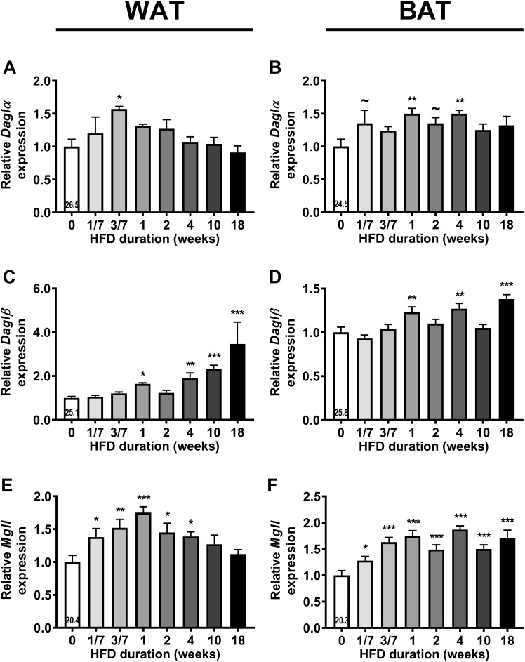 High fat diet (HFD) feeding increases the expression of 2-AG synthesis and degradation enzymes in WAT and BAT. Relative gene expression of 2-AG synthesis enzymes Daglα (A,B), Daglβ (C,D), and degradation enzyme Mgll (E,F) in WAT (A,C,E) and in BAT (B,D,F). The number in the column of the 0 week of HFD group indicates the average CT value of that treatment group for that gene. Data are mean + upper SEM (n = 10–11) ∼P < 0.1, ∗P < 0.05, ∗∗P < 0.01, ∗∗∗P < 0.001 compared to the control (0 week of HFD) group analyzed by one-way ANOVA with Dunnett’s post hoc test.