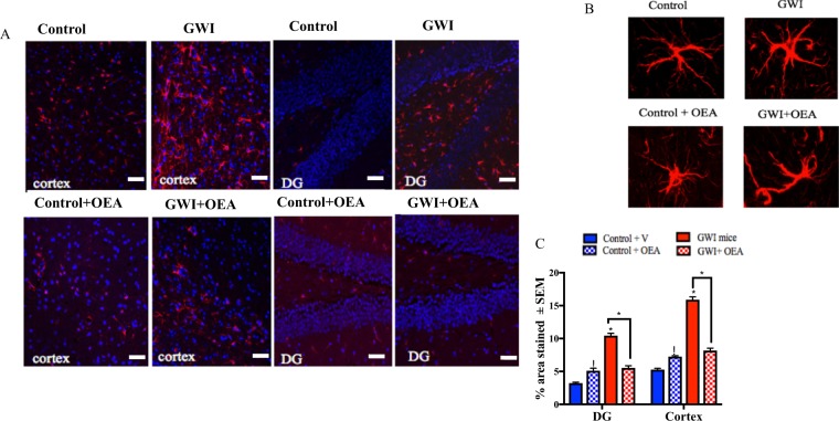 OEA treatment reduced elevated astroglia activation in GWI mice. Confocal microscopy images showing staining of astroglia with GFAP (n = 4 per group, 4 serial sections for each animal). Scale bar 50 μm. (A) Images show 20x GFAP staining (red) and DAPI (blue) in the cortex and the DG of mice from all 4 treatment groups. (B) Images show 100x magnification of GFAP stained astroglia in the cortex of each study treatment group. (C) Quantification of GFAP staining from 20x images. There are significant increases in GFAP staining for both the cortex and the DG within the hippocampus of GWI compared to control mice. GWI mice treated with OEA had similar levels as control mice on normal chow. Control mice treated with OEA had higher levels than control mice on the normal diet. *p ≤ 0.05.