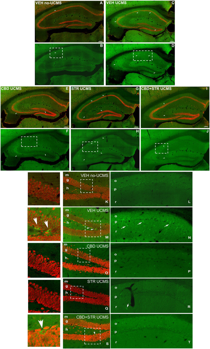 Low magnification confocal image sowing NeuN/Caspase-3 double immunostaining coronal section of the hippocampus of mice exposed to the UCMS and treated with CBD, STR or their combination. Low magnification photomicrographs of coronal sections of the hippocampus showing NeuN-ir neurons in red and Caspase-3-ir in green in VEH-treated non-UCMS (A, B), VEH-treated UCMS (C, D), CBD-treated UCMS (E, F), STR-treated UCMS (G, H), and CBD + STR treated UCMS (I, J). Details of NeuN in DG (K, M, O, Q, S) and Caspase-3 (L, N, P, R, T) in CA1 of VEH-treated non-UCMS, VEH-treated UCMS, CBD-treated UCMS, STR-treated UCMS, and CBD + STR treated UCMS mice. Note the decrease of Caspase-3-ir in the granular layer of DG and pyramidal and stratum radiatum of CA1 in CBD-, STR-, and CBD + STR treated UCMS groups compared with VEH-treated UCMS group. The VEH-treated UCMS (C, D) group showed an increase in Caspase-3-ir in CA1, CA3, and DG compared with the treated groups (D–I) and VEH-treated non-UCMS group (A, B). The UCMS mice treated with CBD (E, F, O, P) or CBD plus STR (I, J, S, T) showed lower Caspase-3-ir than mice treated with STR (G, H, K, R). Same scale for (A–J) and for (S, L, M, N, O, P, Q, R, S). High magnification of the CA1 showing the Caspase-3 positive cells in green in non-UCMS, UCMS, and treated with CBD, STR, or their combination (L, N, P, R, T) and NeuN/Caspase-3 double immunostaining (Caspase-3-ir in green and NeuN-ir in red, in the DG of the hippocampus (K, M, O, S). Note that CBD-treated UCMS, STR-treated UCMS, and CBD+STR treated UCMS groups have less Caspase -3-ir than the VEH-treated UCMS (see details on the right). m: molecular; g: granular; h: hilus; o: oriens; p: pyramidal; r: radiatum.