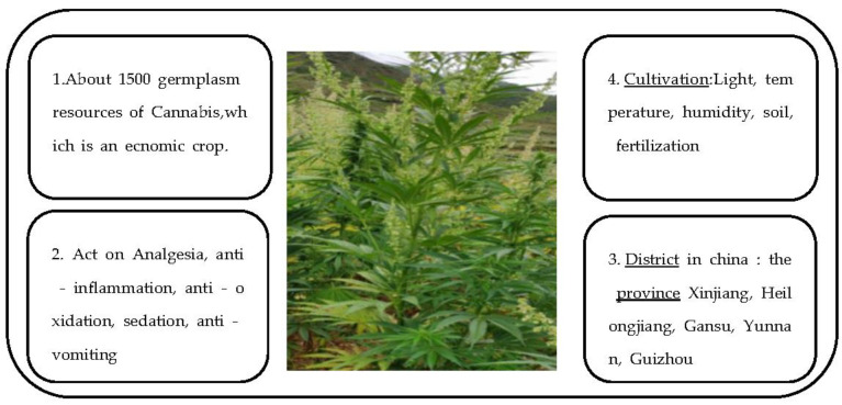 Distribution and application of cannabis in China [1,4].
