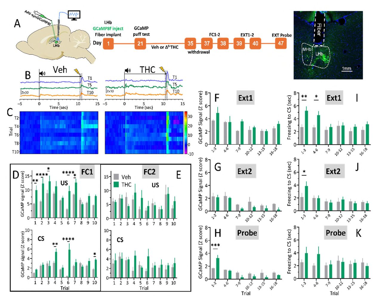 LHb GCaMP8f fluorescence during fear conditioning (FC) and Δ9-THC or Veh withdrawal. A. Left: Diagram of virus injection into LHb and in vivo fiber photometry setup. Center: Experimental timeline for photometry and behavior. Right: Example histology of fiber placement in LHb and GCaMP8f expression. B. Mean Z-score changes in GCaMP8f signals during trials 1, 5, and 10 of FC1, 2-d post Veh (left, n= 10) or Δ9-THC (right, n = 10) withdrawal. Tone onset at time 0 sec, footshock application at 10.5-11 sec (shaded bar). C. FC1: Heatmaps of mean GCaMP8f Z-score changes across all trials during Veh (left, n=12) or Δ9-THC (right, n=7) withdrawal (same timecourse as B). D. Top: GCaMP8f Z-score change during footshock (US) across 10 trials of FC1 at 2-d withdrawal from Δ9-THC or Veh. Significant trial x treatment interaction (F9,170=3.38, p=0.0009); differences at trials 1-3,6-7 (Sidak’s posthoc); significant main effects of trial (F9,170 = 8.67, p<0.0001) and treatment (F1,170 = 62.76, p<0.0001). Bottom: Peak GCaMP8f Z-score during tone (CS), 0-1 sec window, during FC1. Significant trial x treatment interaction (F9,170 = 7.64, p<0.0001); differences at trials 4, 6, 10 (Sidak’s, ****= p<.0001, **= p<.01, *=p<.05). E. FC2: Top, peak GCaMP8f z-score to US. No significant interaction (F9,140= 0.536, p = 0.847) or main effects. Bottom: CS responses, no significant interaction (F9,140= 0.854, p = 0.568); significant treatment effect (F9,140 = 4.19, p = 0.043). F. Extinction 1 (Ext1): Peak GCaMP8f Z-score during CS. No trial x treatment interaction (F5,102 = 0.995, p = 0.425); significant trial (F5,102=6.29, p<0.0001) and treatment main effects (F1,102=5.84, p=0.017). G. Ext2: GCaMP8f Z-score. No significant trial x treatment interaction (F5,102 =0.20, p=0.096), significant trial (F5,102=5.11, p=0.0003) and treatment (F1,102=3.95, p=0.0496) main effects. H. Probe test (1-week post-Ext2): Significant trial x treatment interaction (F5,90 =4.80, p=0.0006); Significant GCaMP8f increase on trials 1-3 (p=0.0007, Sidak’s). I. Ext1: Time spent immobile (freezing) during presentation of CS. No significant trial x treatment interaction (F5,132=1.52, p=0.188), significant trial (F5,132=2.82, p=0.019) and treatment (F5,132=11.92, p=0.0007) main effects. Differences at trials 1-3, and 4-6, p=0.0012 and 0.0144, Sidak’s (n=11, 13, THC, Veh). J. Ext2: Freezing to CS. No significant trial x treatment interaction (F5,132=1.35, p=0.246), significant trial main effect (F5,132=4.04, p=0.0019), no significant treatment main effect (F5,132=0.667, p=0.416). Difference at trials 1-3, p=0.010, Sidak’s. K. Probe extinction test: Freezing to CS. No significant trial x treatment interaction (F5,90=1.017, p=0.412), no significant main effects (n=10, 7, Veh, THC, respectively). D-K: Legends
