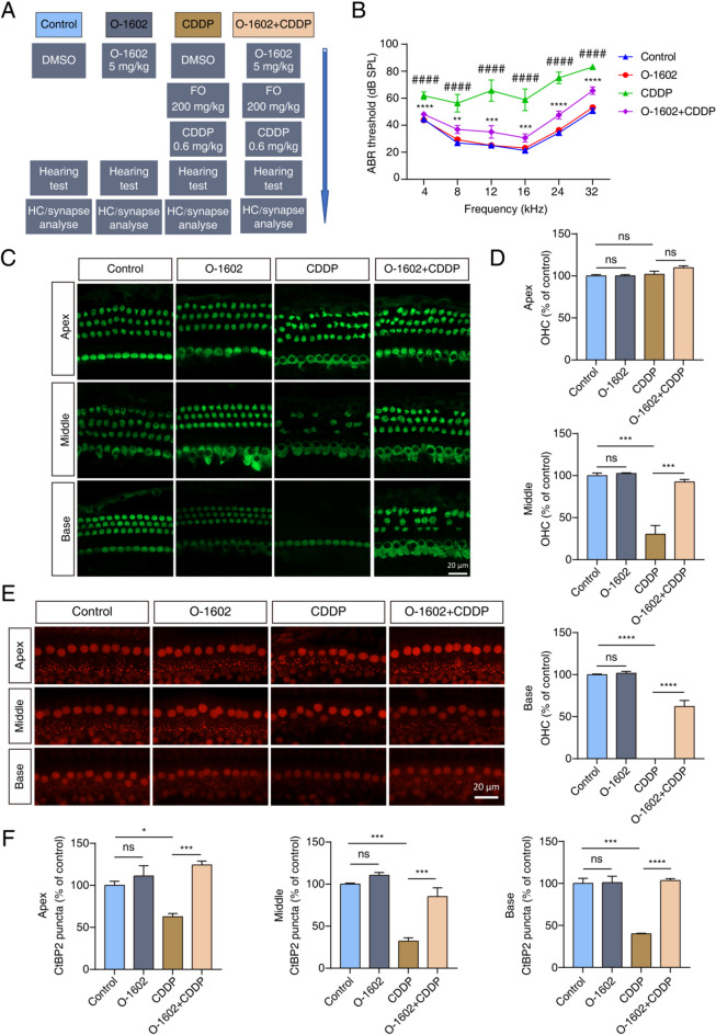O-1602 mitigated ototoxicity induced by CDDP in an in vivo mouse model. (A) A schematic representation showed the workflow for drug administration in mice. FO (200 mg/kg) was given 30 min before the CDDP injection to enhance the ototoxic effects caused by CDDP. The study included four experimental groups: control, O-1602 (5 mg/kg), CDDP (0.6 mg/kg), and O-1602 combined with CDDP. (B) ABR thresholds at all frequencies were measured after 7 days of drug administration (n = 8 per group). (C-D) Immunofluorescence staining images demonstrated Myosin7a-positive (green) HCs in the cochlear region across all experimental groups. (E, F) Immunofluorescence staining images depicted CtBP2-labeled ribbon synapses (red) in the IHC area. #: Control vs. CDDP; *: CDDP vs. O-1602 + CDDP. FO: furosemide.