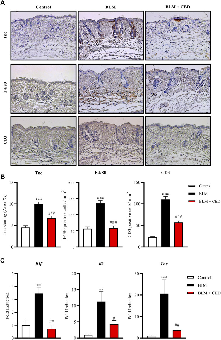 Treatment with CBD reduced skin fibrosis and inflammation in a mouse model of systemic sclerosis. (A) Representative images of Tnc, F4/80 and CD3 immunohistochemistry. (B) Quantifications of Tnc, F4/80 and CD3 expression were performed with Image J software. Values are expressed as mean ± SEM. ***p < 0.001 vs control mice. # # # p < 0.001 vs BLM-treated mice. (C) Gene expression of inflammatory and fibrotic markers including Il-6, Il-1β and Tnc was significantly downregulated in CBD-treated mice compared with BLM mice. Data represent the mean ± SEM (n = four to six animals per group). **p < 0.01; ***p < 0.001 vs control mice. # p < 0.05; # # p < 0.01 vs BLM-treated mice.