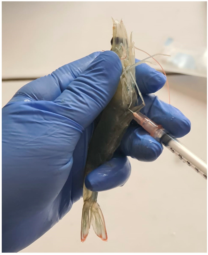 Withdrawal of hemolymph performed on one of the Pacific white shrimp (PWS) from the study. Hemolymph was obtained from the pleopod base of the second abdominal segment by using a sterile 1-mL syringe and a 25 G × 13 mm needle.