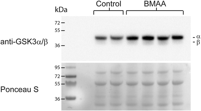 Embryonal BMAA-injection increases GSK3α/β expression in larvae.Embryos injected with 6.5 ng BMAA or solvent control at one-cell stage were harvested 4 dpf. Proteins were extracted from whole larvae (n > 50) and subjected to Western blotting using anti-GSK-3α/β. Ponceau-S staining was used as loading control. Blot shows control and BMAA-injected samples from two individual experiments.