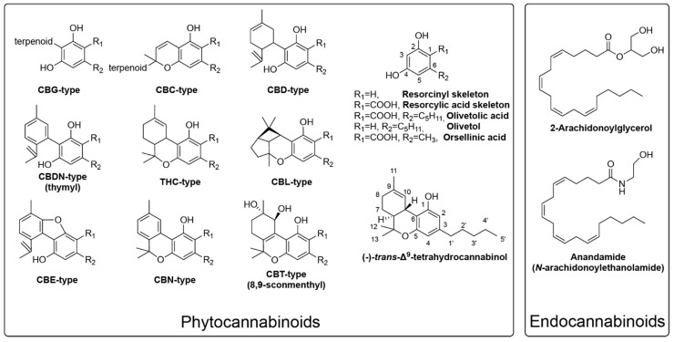 Representative structures for endocannabinoids, phytocannabinoids, intermediates and numbering system.