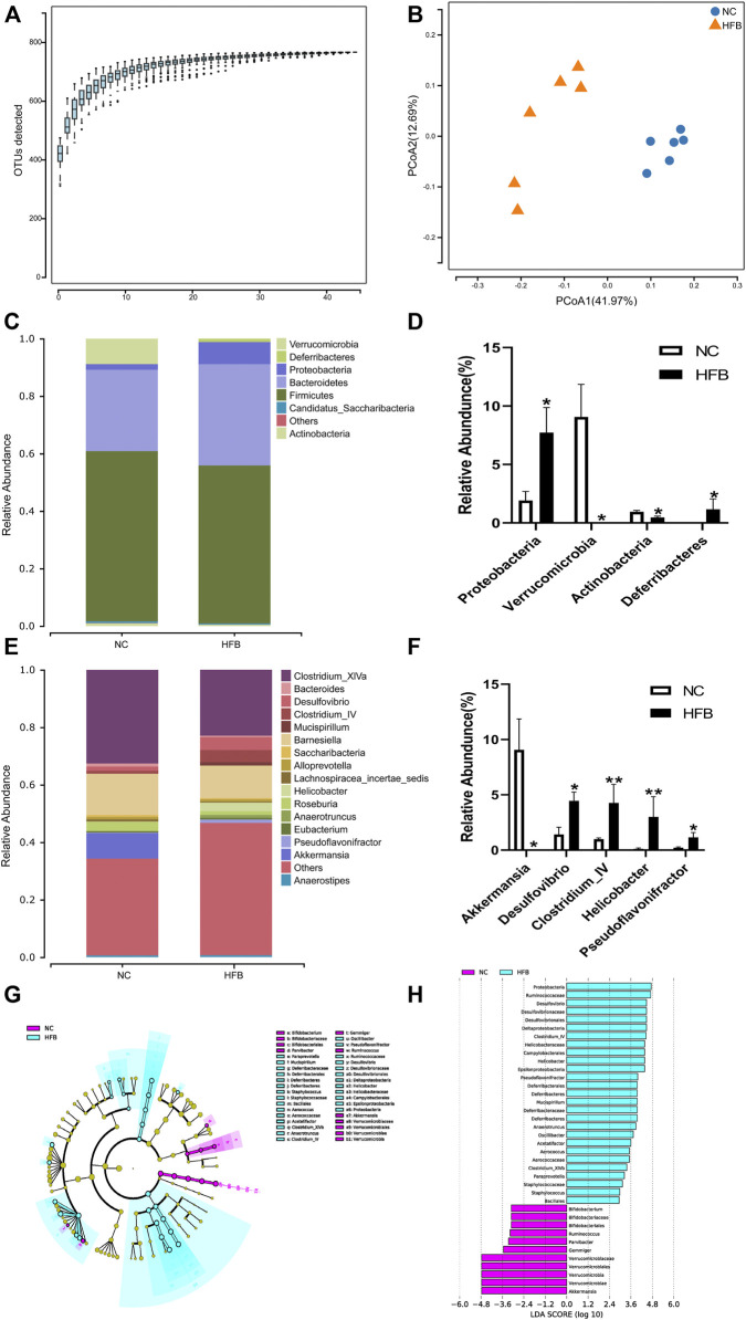 Changes in intestinal flora in ApoE−/− mice fed continuous high-fat combined with bound stimulation. (A) Species accumulation graph. (B) PCoA plot. (C,E) Histograms of species composition [(C) phylum level; E: genus level]. (D,F) Statistical plots of differential species (D) phylum level; (F) genus level), mean ± SEM, *, p < 0.05; **, p < 0.01; vs. NC. (G) LEfSe clustering diagram, with different colors indicating different groups, and different colored nodes indicating microbial groups that play an important role in the group represented by the color, one color circle representing a biomarker, and yellow nodes indicating microbial groups that do not play an important role in the different groups. (H) LEfSe LDA plot.