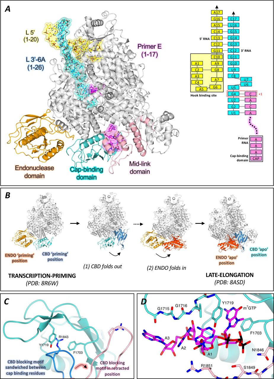 The SFTSV L protein transcription priming structure.(A) The SFTSV L protein (TRANSCRIPTION-PRIMING) is shown with key L protein domains coloured according to the following colour scheme: endonuclease (orange), cap-binding domain (cyan), and mid-link domain (light pink). RNAs are shown as sticks with surface overlaid (30% transparency) and coloured either yellow (5’ RNA), cyan (3’ RNA), or magenta (primer RNA). In addition, the RNAs present in each structure are shown schematically and labelled. (B) The conformational changes undergone by the L protein as it moves from transcription-priming to late-elongation are shown. L protein domains are coloured as in A. For clarity, RNA is not shown. (C) The position of the cap-binding domain (shown in cyan) blocking motif (composed of the Q1840 and R1843 sidechains) is shown sandwiched between the putative cap-binding residues (F1703 and Y1719) in the published LATE-ELONGATION structure (coloured dark blue) and in a retracted position in the TRANSCRIPTION-PRIMING structure published here (coloured light pink). (D) The cap-binding domain is shown with bound capped RNA. The cap-binding domain is coloured cyan, whereas the neighbouring mid-link domain is shown in light pink. The bound capped RNA is shown as sticks. Sidechains of key interacting amino acids, coloured according to the protein domain, are shown as sticks and labelled accordingly.