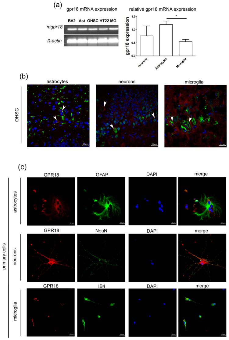 Murine microglia, astrocytes, organotypic slices cultures and cell lines BV2, neuronal cell line HT22 express mRNA for GPR18. (a) The gpr18 mRNA was detected in BV2 microglia (BV2), primary microglia (MG), astrocytes (Ast), organotypic hippocampal slice cultures (OHSC) and hippocampal neuronal cell line HT22. The relative concentrations of mRNA were determined via qRT-PCR and normalized to ß-actin. Primary hippocampal neurons (n = 3) express gpr18 mRNA, astrocytes (n = 3) express significantly more gpr18 mRNA than microglia (n = 6, p < 0.05). Expression of GPR18 receptor in (b) OHSC and (c) primary cells. (b) OHSC: GPR18 (red) was found to be colocalized with GFAP (green) in murine astrocytes, NeuN (green) in primary hippocampal neurons and IB4 (green) in microglia (arrows). (c) Primary astrocytes, hippocampal neurons and microglia express GPR18 protein. DAPI (blue) was used to stain DNA in nuclei. Scale bar = 20 µm. The asterisk denotes significant results regarding the respective measurement indicated with the bar.