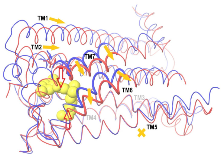 An explanation of the activation mechanism. The AM11542 agonist ligand molecule is shown in yellow. Red arrows denote hydrophobic interactions of the ligand “tail” with TM3 and TM5 and the ligand “head” with the “hydrophobic lock” of TM2 (its residues F170 and F174 are shown). The backbone for the apo-receptor model conformation is marked in blue, and results of MD simulations of this model with the ligand are shown in red. The depicted thick part of the backbone of TM6 and TM7 marks residues chosen for RMSD evaluation to detect the receptor activation. Yellow arrows show shifts of TM1, TM2, TM6 and TM7 relative to the “basement” of TM3, TM4 and TM5 (yellow cross). See the text for further details.