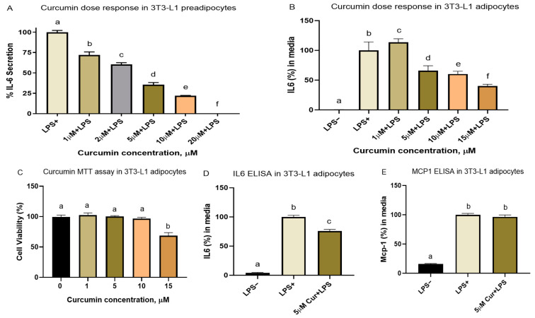 Curcumin dose–response and cell viability experiments: Curcumin reduced LPS-induced inflammatory cytokine IL-6 secretion in the cultured adipocytes. (A) In the non-differentiated preadipocytes, curcumin dose-dependently reduced IL-6 secretion at all doses (1–20 µM). (B) However, in the differentiated adipocytes, curcumin doses between 5–15 µM were more effective in reducing IL-6 secretion induced by LPS (200 ng/mL). (C) Up to 10 µM, curcumin did not induce any cell toxicity. In the differentiated adipocytes, a 5 µM dose of curcumin was the lowest dose that reduced IL-6 secretion without any toxicity and had similar effects compared to 10 µM. Thus, this dose was applied in the subsequent cell culture experiments. The MTT assay results were averaged from 2 biological replicate experiments, where 4 to 5 wells per treatment were used for each treatment group per experiment. (D,E) A curcumin dose of 5 µM reduced IL-6 secretion in LPS (200 ng/mL)-induced mature 3T3-L1 cells. However, MCP-1 secretion was not affected by curcumin at the dose used. Means without a common letter differ (p-value < 0.05), n = 3; 4–6 wells per treatment group in each experiment.