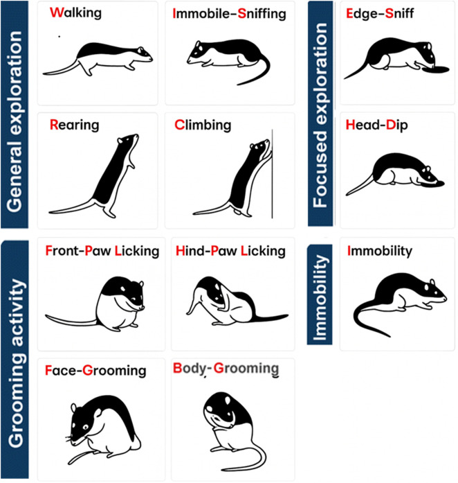 Diagram of Black-Hooded rats illustrating behavioral categories: general exploration (walking, immobile sniffing, rearing, climbing), focused exploration (edge sniffing, head dipping), grooming (front-paw licking, hind-paw licking, face grooming, body grooming), and immobility, each represented with labeled drawings.