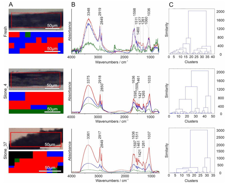 The Hierarchical cluster analysis using D-value distance and Ward’s algorithm of Fresh, Slone_4 and Slone_37 samples. (A) visible image with marked area of mapping and chemical image of three clusters, (B) averaged spectra from the three clusters, the colour in the map corresponds to the averaged spectrum from the cluster, and (C) dendrograms.