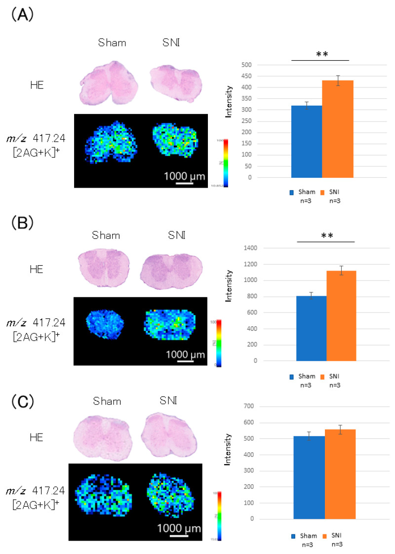 2-AG distribution in the lumbar spinal cord cross-section. (A) On day 3 post-treatment, 2-AG level was increased by 1.34-fold (p = 0.002) in the SNI group compared to the sham group. (B) On day 7 post-treatment, 2-AG level was increased by 1.39-fold (p = 0.008) in the SNI group compared to that in the sham group. (C) On day 21 post-treatment, 2-AG level increased by 1.08-fold in the SNI group compared to that in the sham group (p = 0.211). *: p < 0.05,**: p < 0.01.