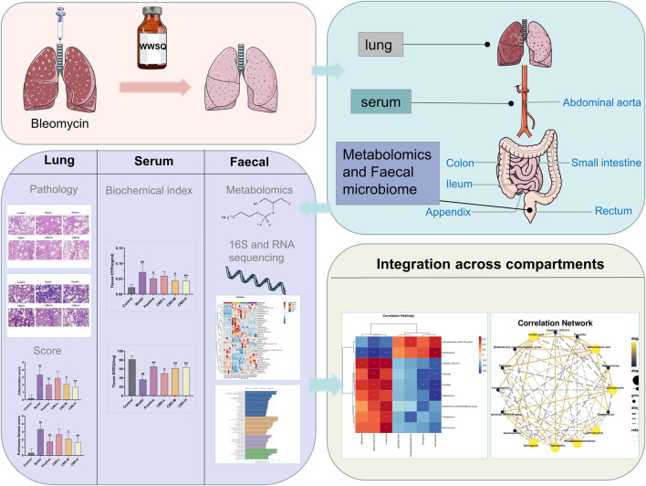 Research design. After 28 days of administration, samples were obtained from lung tissue and arterial serum stool. See Method for experimental procedure and analysis.