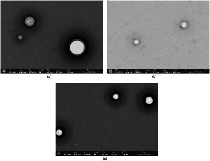 STEM images: (A) DSPC liposomes dried overnight, (B) DSPC liposomes with incorporated CBD dried overnight, and (C) DSPC liposomes dried for 2 h.