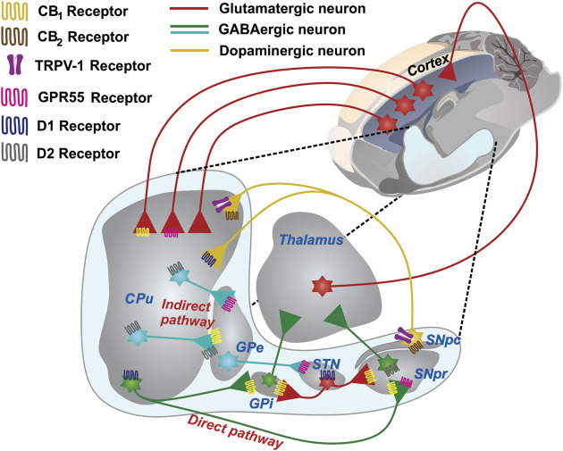 The basal ganglia network and its wide expression of receptors in presynaptic neurons. A schematic representing the GABAergic and glutamatergic connections in a sagittal section of the rat brain is shown. The CPu, the main input nucleus of the circuit, receives cortical projections of glutamatergic neurons. The expression of D1 receptors in the striatum forms the direct pathway of the BG circuit, which is projected toward the GPi and SNpr. The expression of the D2 receptors forms the indirect pathway, which is projected toward the GPe and subsequently toward the STN, which then sends projections to the GPi and SNpr. The projections that emerge from the exit nuclei direct the thalamus and return the processed information to the cerebral cortex. The expression of CB1 receptors mostly occurs in both GABAergic and glutamatergic neurons. GPR55 is present in the GPe, CPu, STN, and SNpc. CB2 and TRPV-1 are the sole in terminals of the SNpc. Abbreviations: CPu, Striatum or caudate-putamen; GPi, Internal globus pallidus; SNpr, Substantia nigra pars reticulata; SNpc, Substantia nigra pars compacta; GPe, External globus pallidus; STN, subthalamic nucleus.