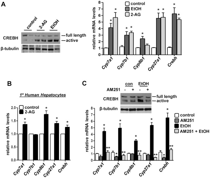 Acute alcohol and endocannabinoid regulates key bile acid genes expression.(A–B) Mice (n = 4) or primary human hepatocytes (n = 3) were treated with EtOH or 2-AG-ether. Liver tissues were obtained and protein and total RNA was extracted for western blot and qPCR analyses, respectively. *p<0.01 vs. control group. (C) Mice (n = 4) were treated with AM251 or AM251+EtOH as indicated. Liver tissues were obtained and protein and total RNA was extracted for western blot and qPCR analyses, respectively. *p<0.01 vs. control group, **p<0.01 vs. EtOH-treated group. Data represents mean ± SE.