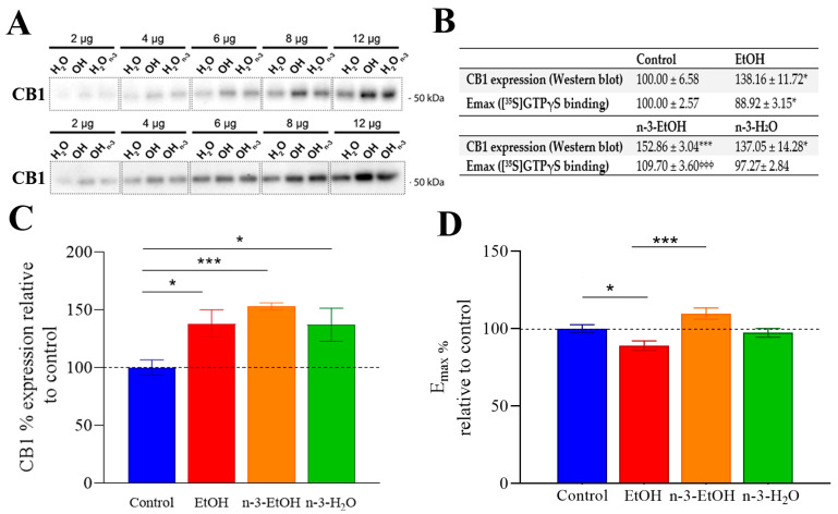 CB1 receptor expression and coupling to Gαi/o in hippocampal synaptosomes from control, EtOH, n-3-EtOH and n-3-H2O mice. (A) Representative Western blot with increasing amounts of synaptosomal protein (2, 4, 6, 8, and 12 µg per lane). Protein loading was verified using Coomassie Brilliant Blue gel staining. The molecular weight of the immunoreactive band was determined using standard markers (indicated in the figure), and protein migration corresponded to the expected molecular mass (CB1, 52.8 kDa). H2O, OH, H2On-3 and OHn-3 correspond to control, EtOH, n-3-H2O and n-3-EtOH groups, respectively. (B) Analysis of CB1 relative expression and coupling to Gαi/o. CB1 expression values represent the means ± SEs of slopes (normalized to the control) obtained by linear regression analysis (see Supplementary Figure S2), and the Emax values represent the means ± SEs obtained from complete concentration–response curves (see Supplementary Figure S1). Both expression and Emax values were obtained from independent experiments using synaptosomal membranes prepared from three fractionation procedures, including hippocampal pools from at least six adult mice. (C) Histogram of relative CB1 expression (EtOH vs. control p = 0.0245; n-3-EtOH vs. control p = 0.0006; n-3-H2O vs. control p = 0.0476). (D) Histogram of Emax of CP 55,940-stimulated [35S]GTPγS binding (EtOH vs. control p = 0.0445; n-3-EtOH vs. EtOH p = 0.0006). The statistical significance was determined using the extra-sum-of-squares F test (F) method: * p < 0.05 and *** p < 0.001 compared to control; ϕϕϕ p < 0.001 compared to EtOH.