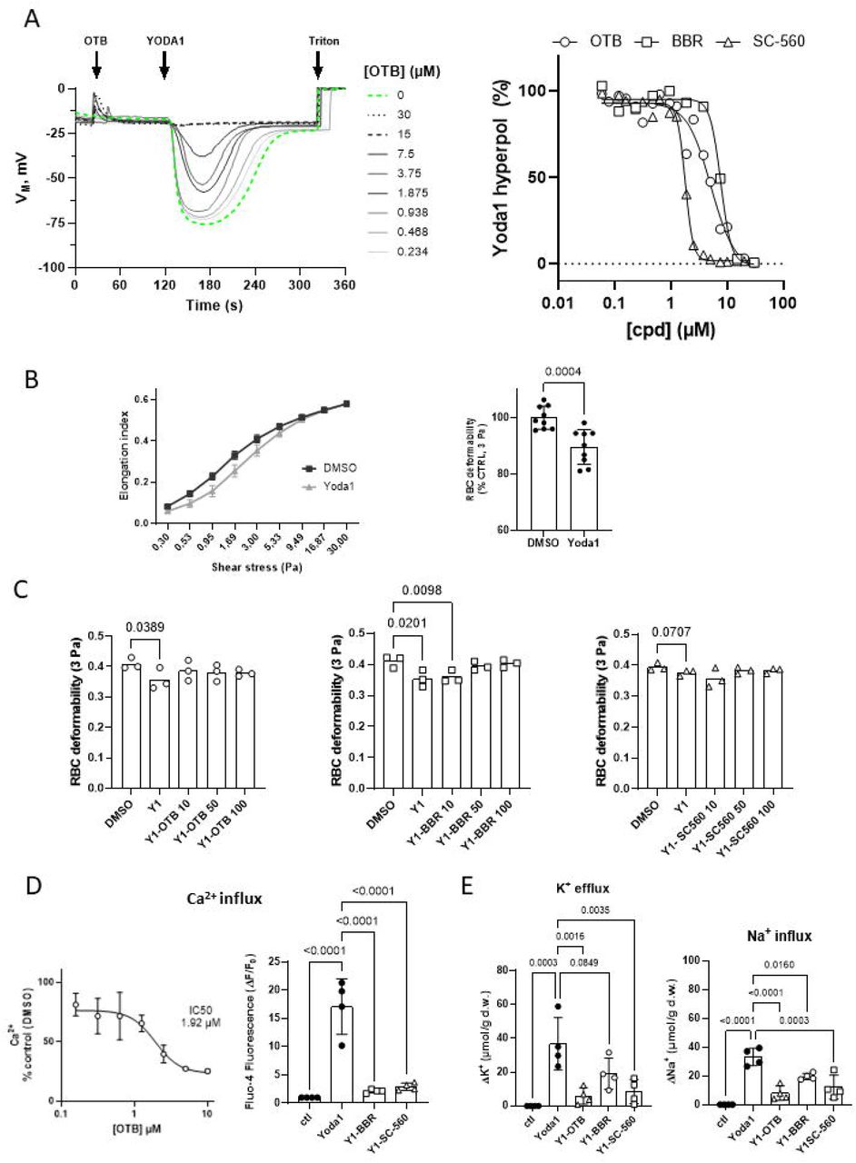 Otenabant inhibits PIEZO1-mediated ion fluxes and volume changes in human red blood cells(A) Representative recordings of the membrane potential changes induced by Yoda1 (312 nM) in human red blood cells (RBCs) exposed to increasing concentration of OTB. Dashed green line indicates the control response in DMSO (left). Concentration–response curves for OTB, BBR and SC-560 on Yoda1-induced depolarization of RBCs. N = 3, 2, and 1 recording for OTB, SC-560, and BBR, respectively (right). (B) Representative elongation curve at different shear stress of RBCs treated with DMSO or 5 µM Yoda1 (left). Quantification of RBC deformability at 3 Pa in DMSO or Yoda1 (right). Data are mean ± SD, one-way ANOVA with Tukey’s multiple comparisons test; n = 9. (C) Deformability at 3 Pa of RBCs treated with Yoda1 and different concentrations of OTB, BBR and SC-560. **P < 0.01, vs control, Friedman test with Dunn’s post-hoc test; n = 3. (D) Concentration–response curves for OTB on Yoda1-induced influx of Ca2+ influx (left) and variation of Influx of (right) evoked by Yoda1 (2 µM) in RBC pre-treated or not with 10 µM BBR and SC-560. (E) Variation of K+ efflux, absolute values (left) and of Na+ influx (right) evoked by Yoda1 (2 µM) in RBC pre-treated or not with 10 µM OTB, BBR and SC-560 (control values for K+ and Na+ were 219.8±8.9 and 14.1±6.9 µmol/g d.w. respectively). Data are mean ± SD, one-way ANOVA with Tukey’s multiple comparisons test; n = 3-4 independent experiments, each measured in triplicate.