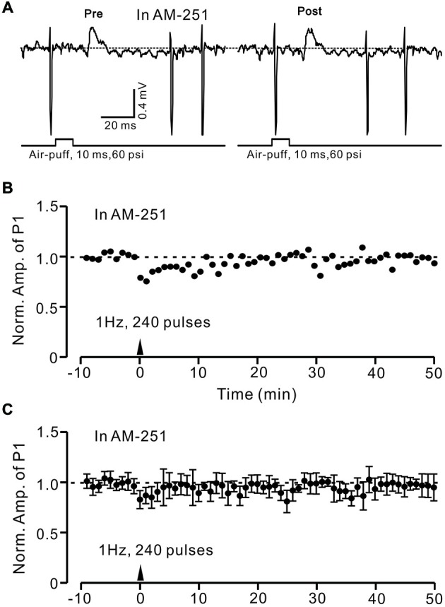 Facial stimulation-induced LTD of GABAergic transmission at PCs was abolished by blocking cannabinoid type 1 (CB1) receptor activity. (A) Representative cell-attached recording traces showing air-puff stimulation (10 ms, 60 psi)-evoked responses in a cerebellar PC before (pre) and after (post) delivering 1 Hz (240 pulses) stimulation delivered in the presence of CB1 antagonist, AM251 (5 μM). (B) Time course of normalized amplitude of P1 (shown in A) before and after delivery of 1 Hz facial stimulation (arrow head) delivered in the presence of AM251. (C) Summary of normalized amplitude of P1 before and after delivery of 1 Hz (240 pulses) stimulation (arrow head; n = 7) delivered in the presence of AM251. Note that air-puff stimulation (1 Hz)-induced LTD of P1 was blocked by application of a CB1 receptor antagonist. Data points are mean ± SEM.