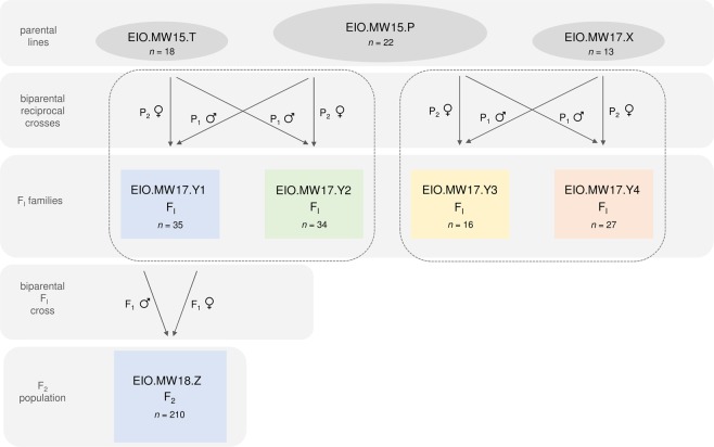 Schematic diagram of filial generations. Parental breeding lines were screened for cannabinoid composition and eight plants high in either FC3 as well as Ftricyclic or FC5 as well as Fdicyclic values served as parents for two biparental reciprocal crosses, generating four F1 hybrid families. A single male and female plant from the F1 hybrid family which demonstrated the highest level of FC3/FC5 homogeneity served as parents of an F2 population segregating for FC3/FC5 and Fdicyclic/Ftricyclic cannabinoid composition. C5 alkyl cannabinoid fraction (FC5); C3 alkyl cannabinoid fraction (FC3); dicyclic cannabinoid fraction (Fdicyclic); and tricyclic cannabinoid fraction (Ftricyclic).