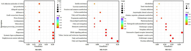 KEGG enrichment of the significant differentially expressed mRNAs in “ME-RPL,” “ME-FASN,” and “ME-SLC.” The abscissa shows the rich factors and the ordinate represents the pathways. Size of each point indicates the number of candidate target genes in the pathway, and the color of each point corresponds to the value of p after correction.