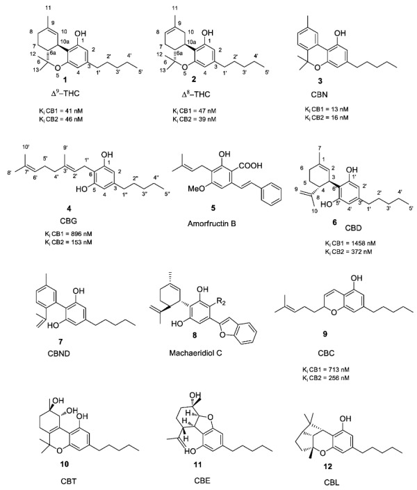 Structure of narcotic phytocannabinoids Δ8-THC, Δ9-THC, CBN with high affinity for ligands CB1 and CB2 and of non-narcotic phytocannabinoids CBG and CBD. Numbering system and binding affinities are reported.