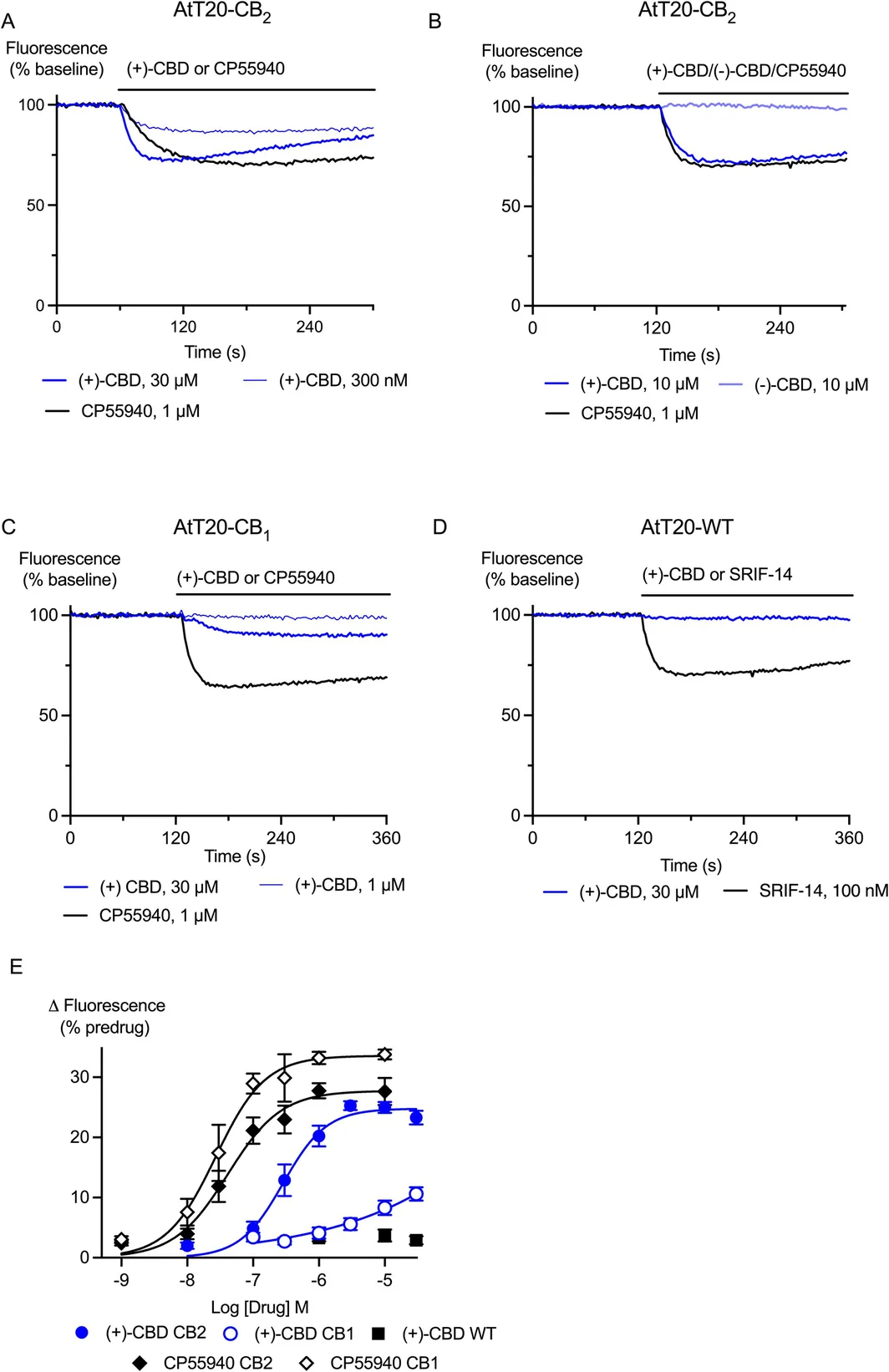 (+)‐CBD hyperpolarises AtT20‐CB2 and AtT20‐CB1 cells. AtT20 cells expressing CB2, CB1 or no cannabinoid receptors (WT) were challenged with (+)‐CBD and CP55940. A fluorescent membrane potential dye was used to measure the response. (A) Representative traces showing that application of (+)‐CBD (300 nM, 30 μM) and CP55940 (1 μM) to AtT20‐CB2 cells produced a sustained decrease in fluorescence, consistent with hyperpolarization of the cells. (B) Representative traces showing that application of (+)‐CBD (10 μM) and CP55940 (1 μM) but not (−)‐CBD (10 μM) to AtT20‐CB2 cells produced a sustained decrease in fluorescence. (C) Representative traces showing that application of (−)‐CBD (10 μM, 30 μM) to AtT20‐CB1 cells produced much smaller change in fluorescence than CP55940 (1 μM). (D) Representative traces showing that (+)‐CBD (30 μM) did not produce a change in fluorescence in AtT20‐WT cells, but somatostatin‐14 (SRIF‐14, 100 nM) did. (E) Concentration‐response curves for (+)‐CBD, and CP55940 showing the maximum change in fluorescence produced by each drug in AtT20‐CB1, ‐CB2, and ‐WT cells. Each point represents the mean ± SEM of at least 6 independent experiments, performed in duplicate.
