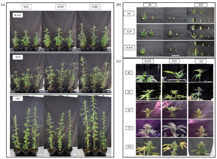 (a) The strains KAN, E19 and A4 at 56 DAP under the respective light spectra (scale = 10 cm). The three considered light spectra were CHD Agro 400, AP67 and Solray385. In the following sections, these treatments are abbreviated as CHD, AP67 and SOL. (b) Comparison of the considered traits of the individual strains under CHD, 56 DAP and at final harvest (FH). For the leaves, a distinction was made between main leaves, branch leaves and sugar leaves. Flowers were separated at harvest into main bud, top side bud and side bud (scale = 5 cm). (c) Course of flower growth of the main bud under AP67 over the trial period of the strains examined (scale = 5 cm).
