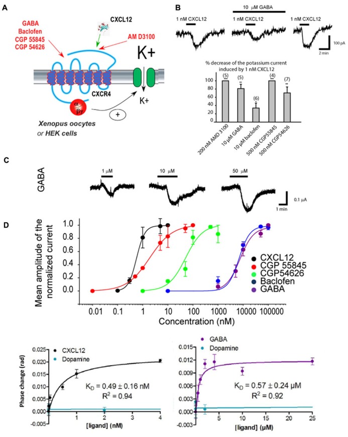 GABA and agonists/antagonists of the GABAB receptor are allosteric modulators of CXCR4. (A) Scheme showing the diverse agents acting on the CXCR4 receptor that have been tested. CXCR4 has been co-expressed together with GIRK channels in Xenopus oocytes and human embryonic kidney (HEK293) cells. The activation of CXCR4 by the diverse agent tested was evaluated by measuring the amplitude of the GIRK current activated. (B) Results obtained in HEK293 cells expressing CXCR4 and reporting GIRK channel. Top: Traces recorded in response to the application of 1 nM CXCL12 with or without GABA. GABA inhibits partially the CXCL12 effect and this effect is reversible upon washout of GABA. Bottom: Histogram showing the allosteric actions of the CXCR4 antagonist AMD3100 compared to GABA and other agonists/antagonists of GABA B receptors. (C) Results obtained in Xenopus oocytes expressing CXCR4 and reporting GIRK channel. Top: Traces recorded in response to the application of three increasing GABA concentrations. Bottom: We took advantage of the agonist effect of GABA and of the GABA B agonists/antagonists in this expression system to build their concentration–response curve on CXCR4. (D) Back-scattering interferometry (BSI) results obtained on lipoparticles containing only CXCR4. Left: BSI reveals a K D of CXCL12 on its receptor of 0.49 ± 0.16 nM, which is coherent with the EC50 measured by our electrophysiological experiments. Dopamine, used as a negative control, does not bind to CXCR4. Right: BSI reveals that GABA can also directly bind to CXCR4 with a K D of 0.57 ± 0.24 μM, coherent with the EC50 measured in electrophysiology. Therefore, GABA can directly bind to CXCR4. Adapted from Guyon et al. (2013).