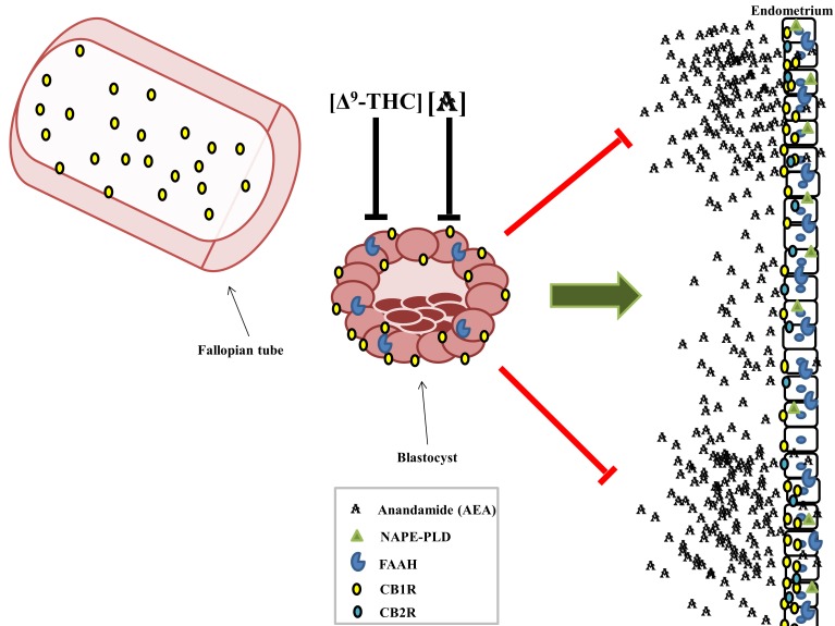 The ECS promotes embryonic migration through the oviducts and uterine implantation. Adequate levels of CB1R expression are required in the Fallopian tube to allow passage of the embryo into the uterus and prevent ectopic implantation. Exposure to high concentrations of Δ9-THC or anandamide will arrest the development of the blastocyst, but relatively low levels of AEA are required to activate the blastocyst and promote implantation. The endometrium is spatially varied with respect to CB1R and AEA expression; implantation can only occur in areas that express low CB1R and AEA.