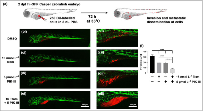 Inhibition of Vps34 reduces invasion and increases death of trametinib‐resistant melanoma cells in an in vivo zebrafish xenograft of metastatic melanoma. (a) Schematic of zebrafish xenograft assay showing injection of approximately 250 DiI‐labelled melanoma cells into the yolk sac of 2‐day postfertilization (dpf) zebrafish embryos prior to incubation at 33°C in atmospheric air for 72 h and subsequent analysis of melanoma invasion. (b–e) Representative confocal images of zebrafish embryos following injection with DiI‐labelled trametinib‐resistant A375 cell and treatment for 72 h with (bi, ii) dimethyl sulfoxide (DMSO), (ci, ii) 16 nmol L−1 trametinib (Tram), (di, ii) 5 μmol L−1 PIK‐III or (ei, ii) 16 nmol L−1 trametinib (Tram) + 5 μmol L−1 PIK‐III (16 Tram + 5 PIK‐III) by addition of drugs to E3 media. (f) Invasive distance of trametinib (Tram)‐resistant A375 cells from injection site [n = 10 fish for each condition from five independent experiments; mean ± 95% confidence interval, Kruskal–Wallis test with Tukey's post‐hoc correction (****P < 0·001)]. GFP, green fluorescent protein; PBS, phosphate‐buffered saline.