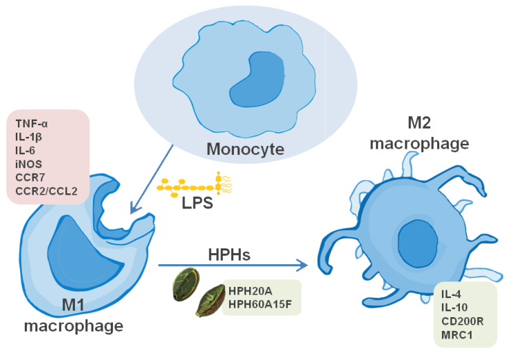 Schematic representation of the actions of HPHs in LPS-stimulated primary human monocytes. The scheme summarizes the hypothesis by which HPHs would acutely modulate the polarization of human monocyte into M2 macrophage. This model does not exclude the participation of additional mechanisms of action for HPHs to achieve their effects on the macrophage polarization.